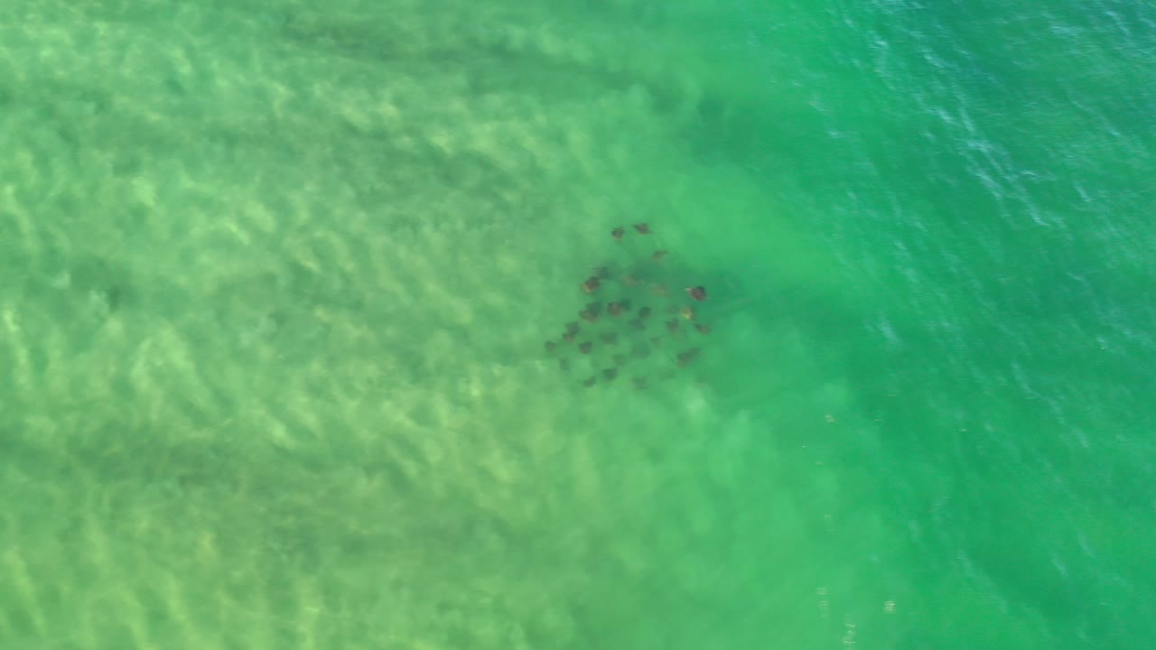 Small dark fish cluster in green ocean water