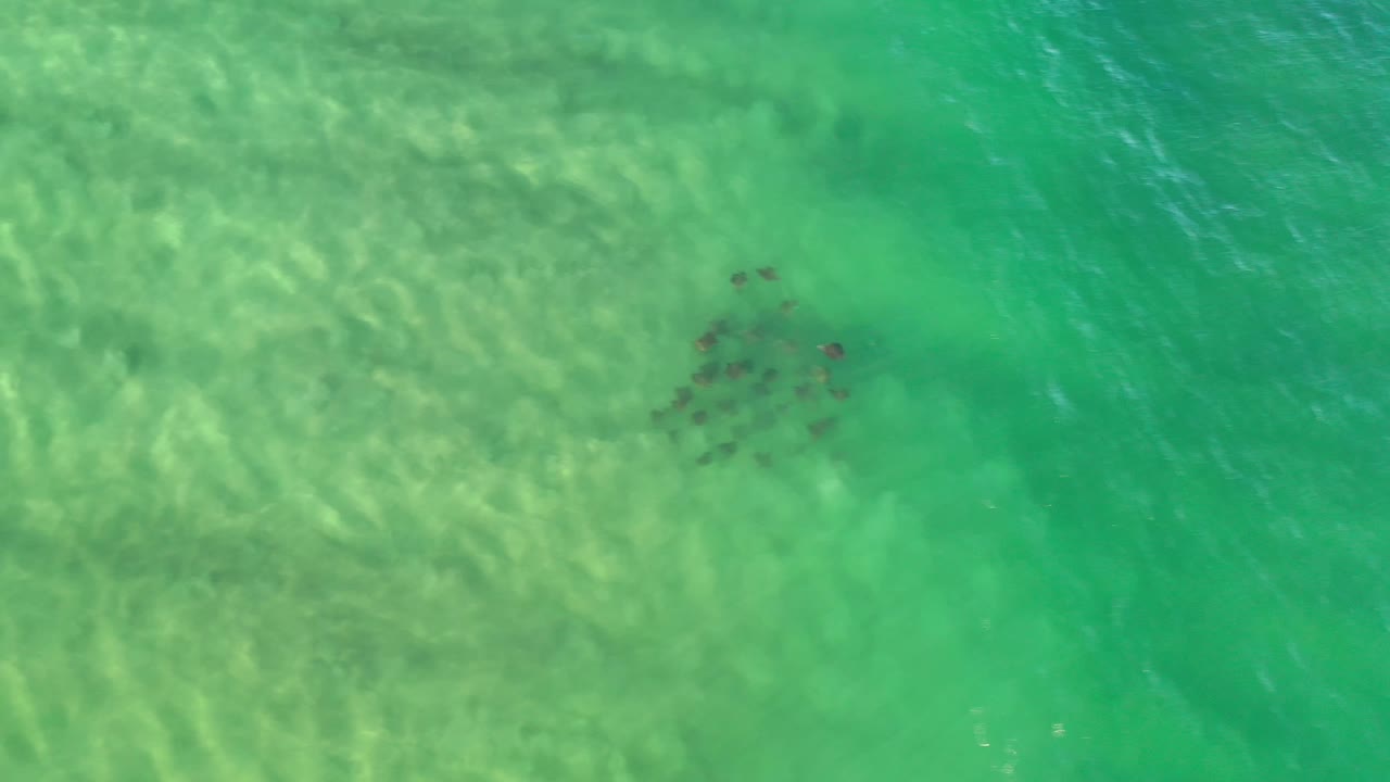 Overhead Los Cabos ocean frame with small dark fish grouped below rippled green water and pale underwater texture, with no visible people.