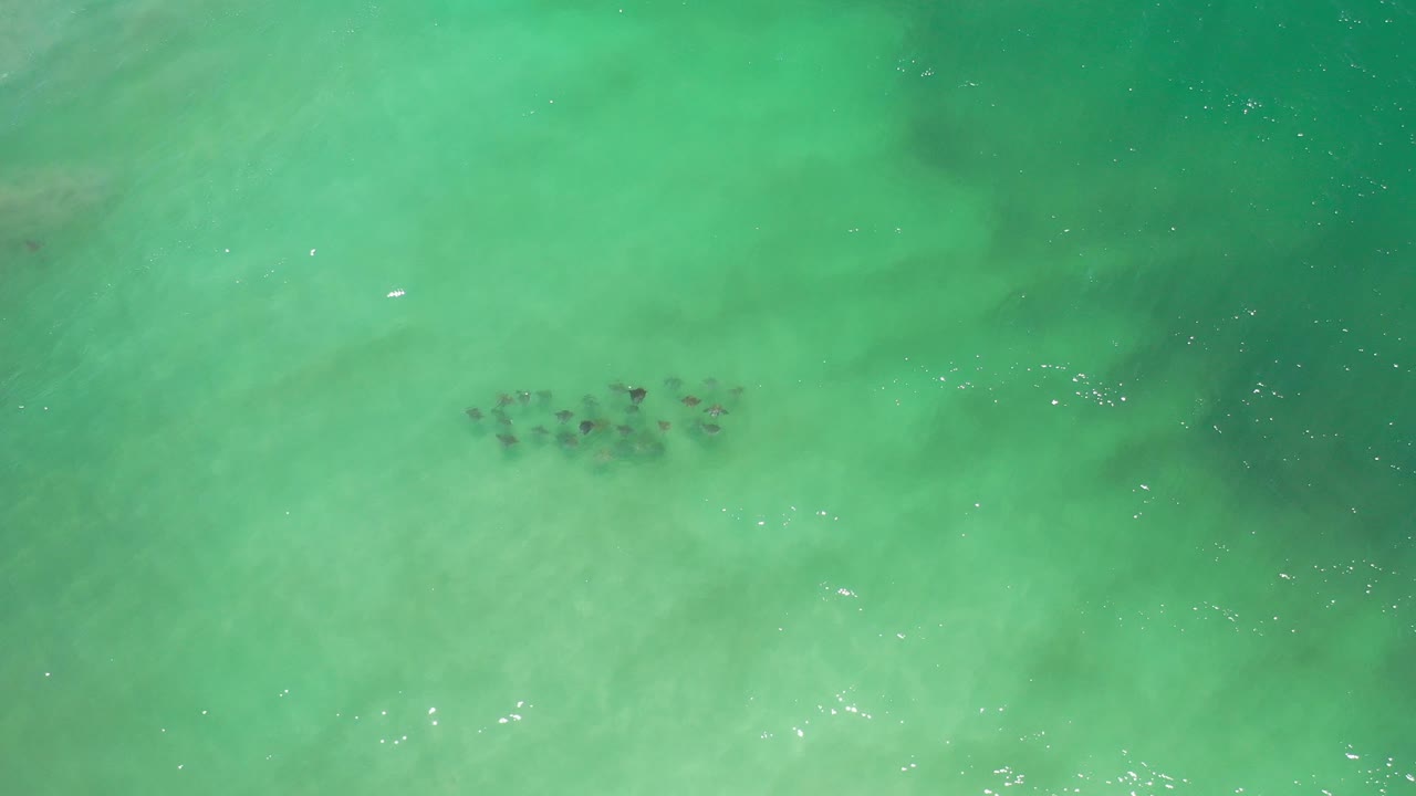 Overhead view of a small dark fish shoal in turquoise Los Cabos water, with faint sandy clouding below the surface and no visible people.