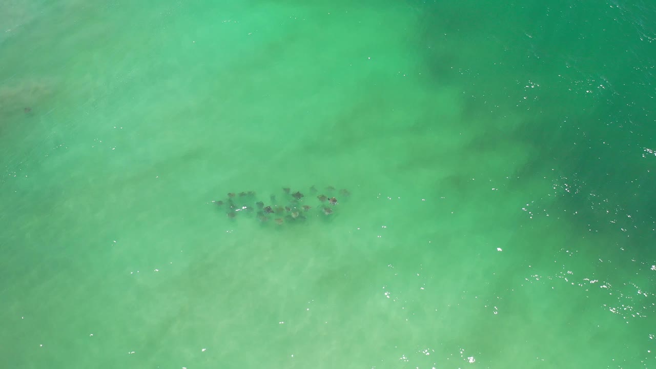 Dark shoal in clear turquoise water
