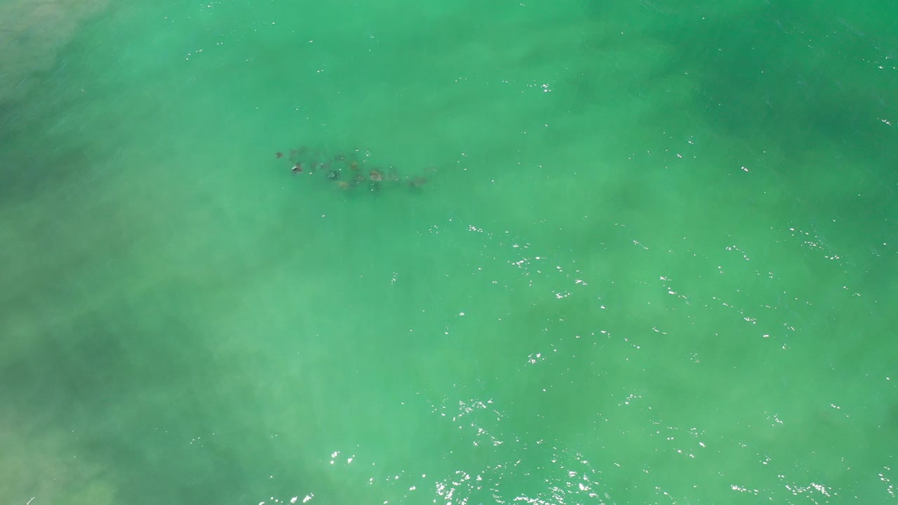 Overhead green sea water with a dark submerged plant patch near the upper center.