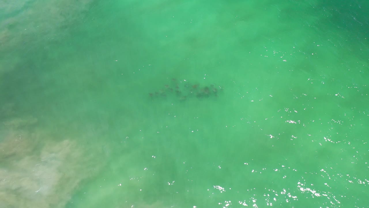 Dark school of fish beneath green ocean water