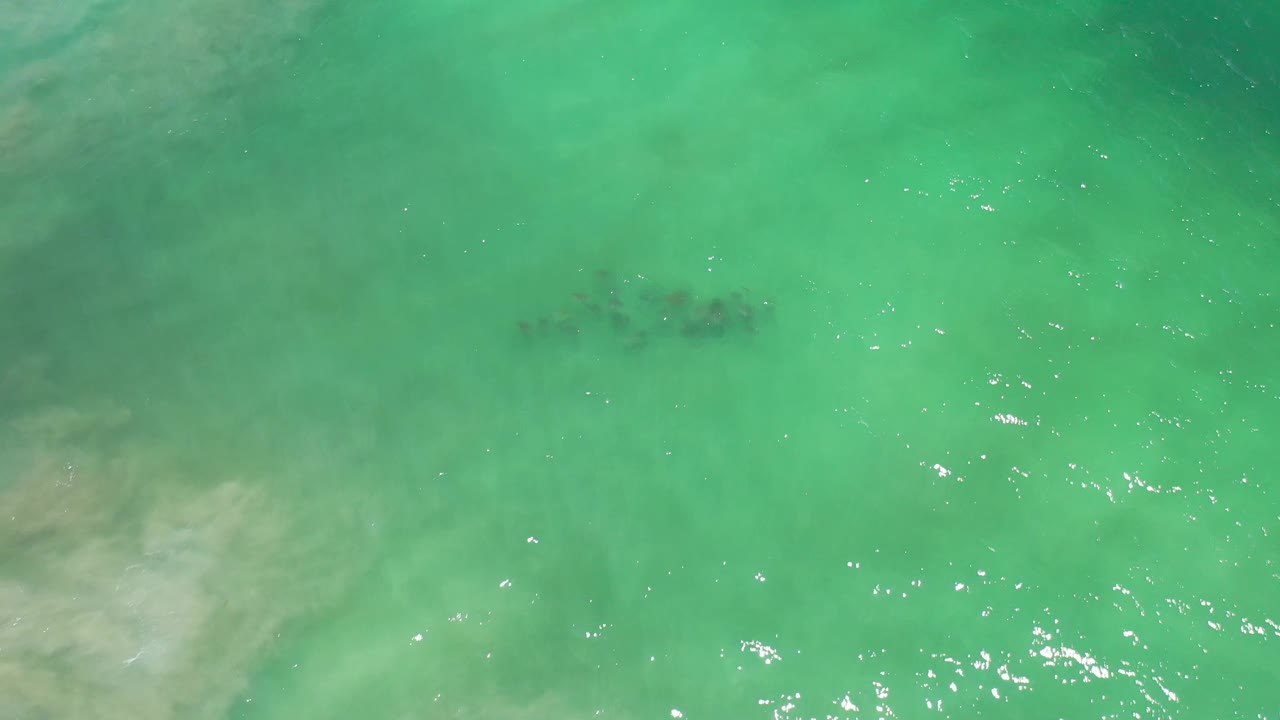 The school of fish remains under bright green Los Cabos water, with small sun glints across the surface and no visible people.