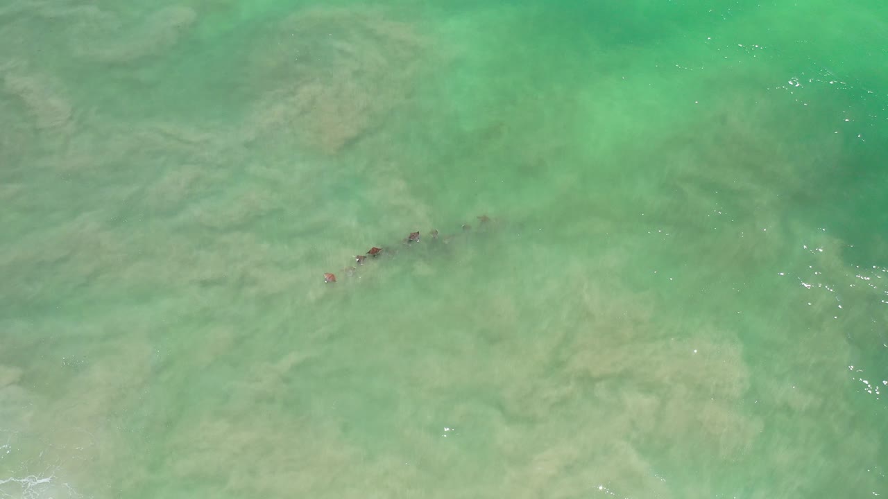 Overhead view in Los Cabos, Mexico, of a small dark group of unidentified aquatic animals near the left side of pale green shallow water, with no visible people.