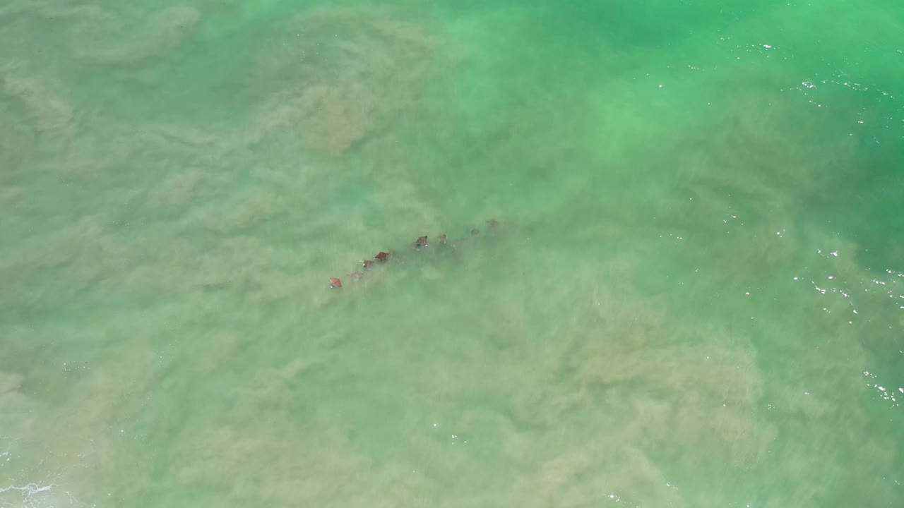 Overhead Los Cabos frame showing the animal group slightly farther across the green water, with muted underwater texture and no visible people.