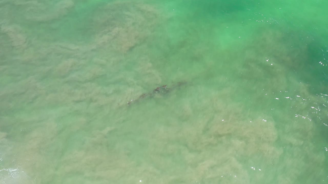 Faint dark animals moving through translucent green water.