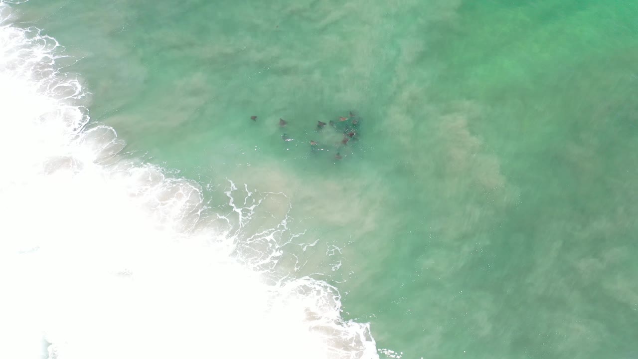 White surf pushes in from the left beside animals in green water.
