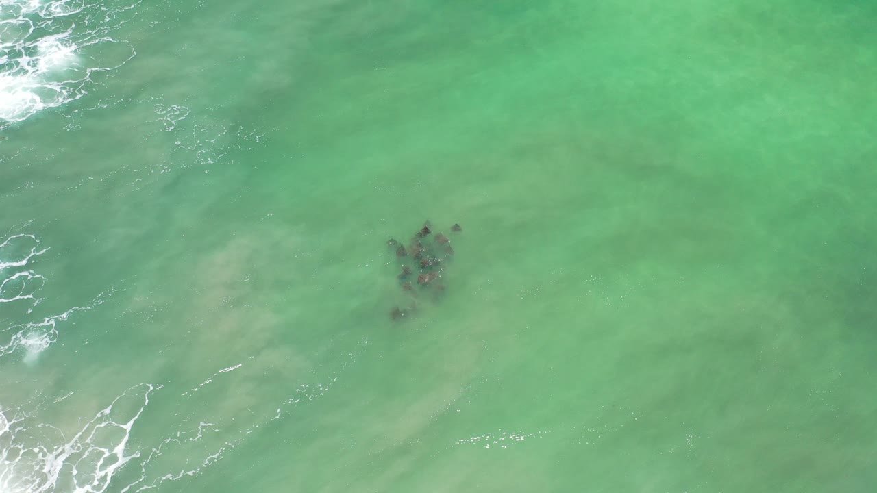 Overhead view of animals swimming in green ocean water