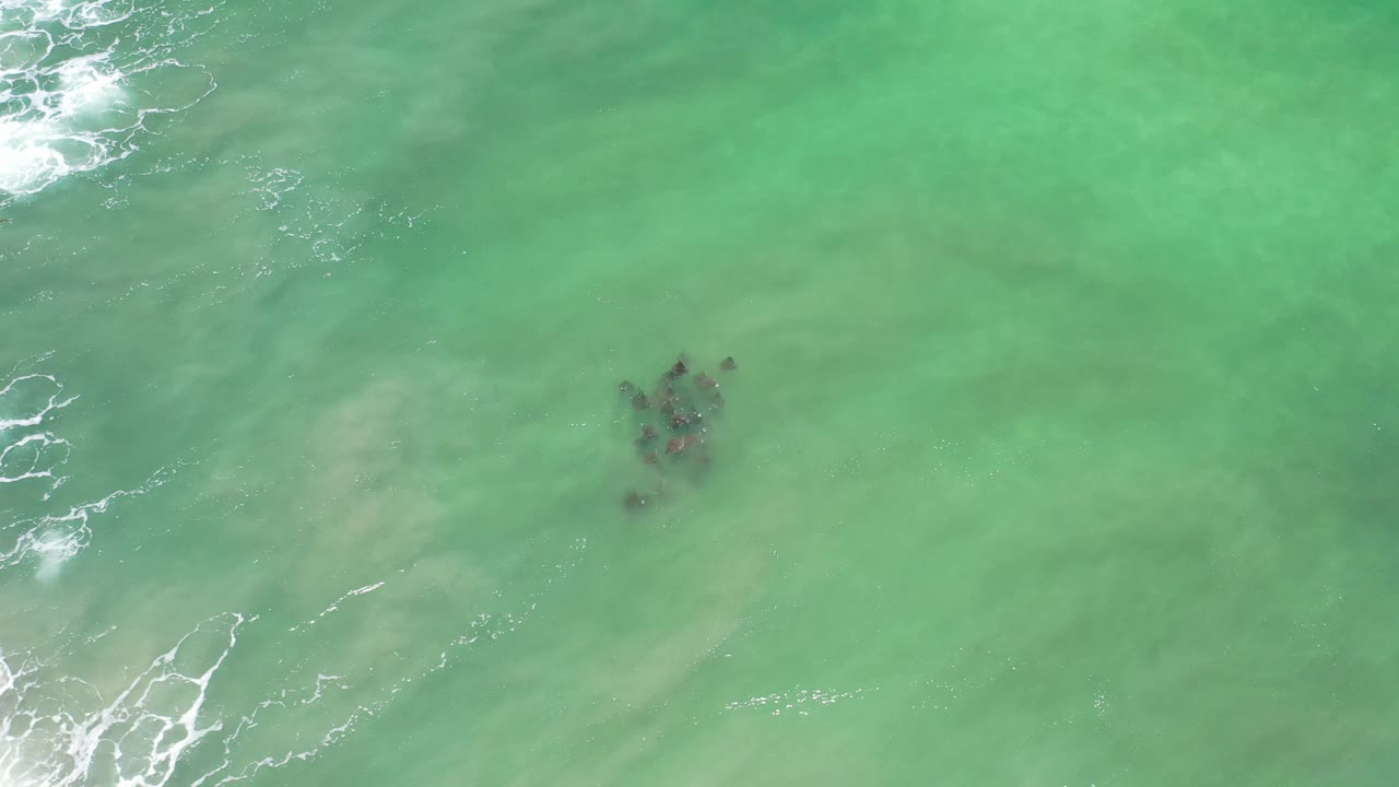 Aerial Los Cabos frame with the animal group near center in shallow turquoise water, faint sand clouds underneath, and no visible people.