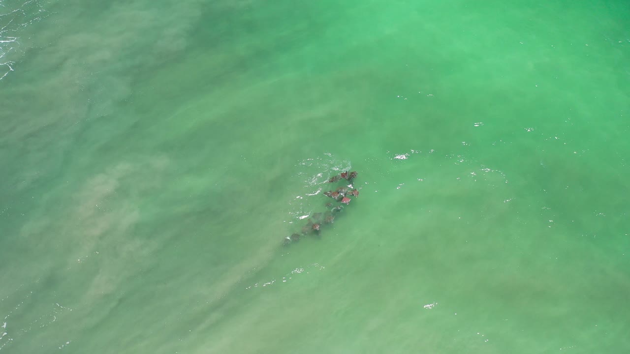 Overhead view of a dark school of fish beneath cloudy green water in Los Cabos, Mexico, with small surface ripples and no visible people.