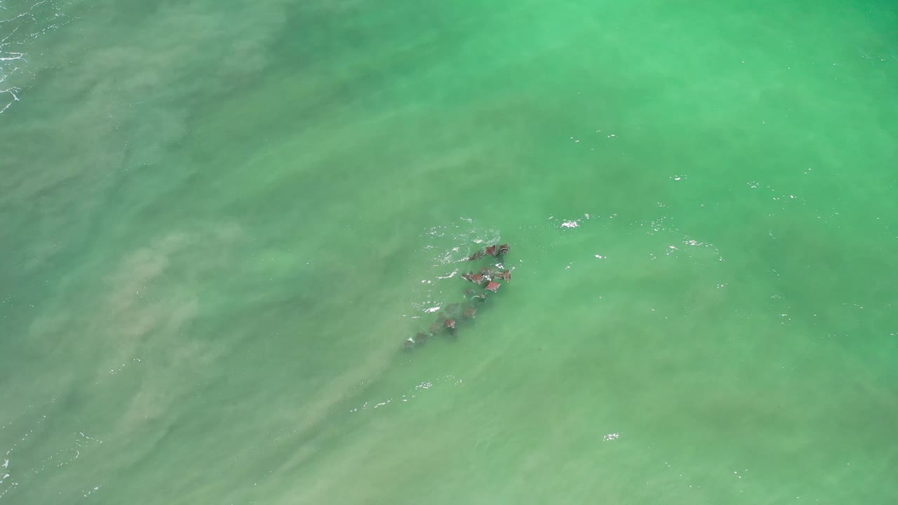 The fish school sits slightly right of center under aquamarine water in Los Cabos, Mexico, with pale suspended sand clouds and no visible people.