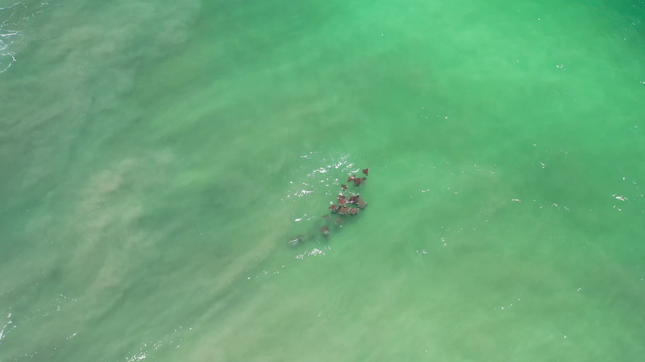 Small fish school in green water with bright specks of foam.