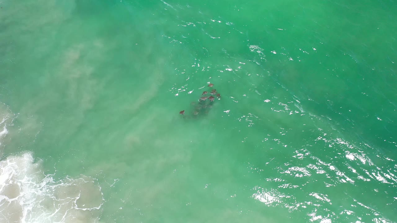 Overhead Los Cabos ocean frame with the sea creatures grouped just above the surf line, bright reflections on the water, pale sand beneath the waves, and no visible people.
