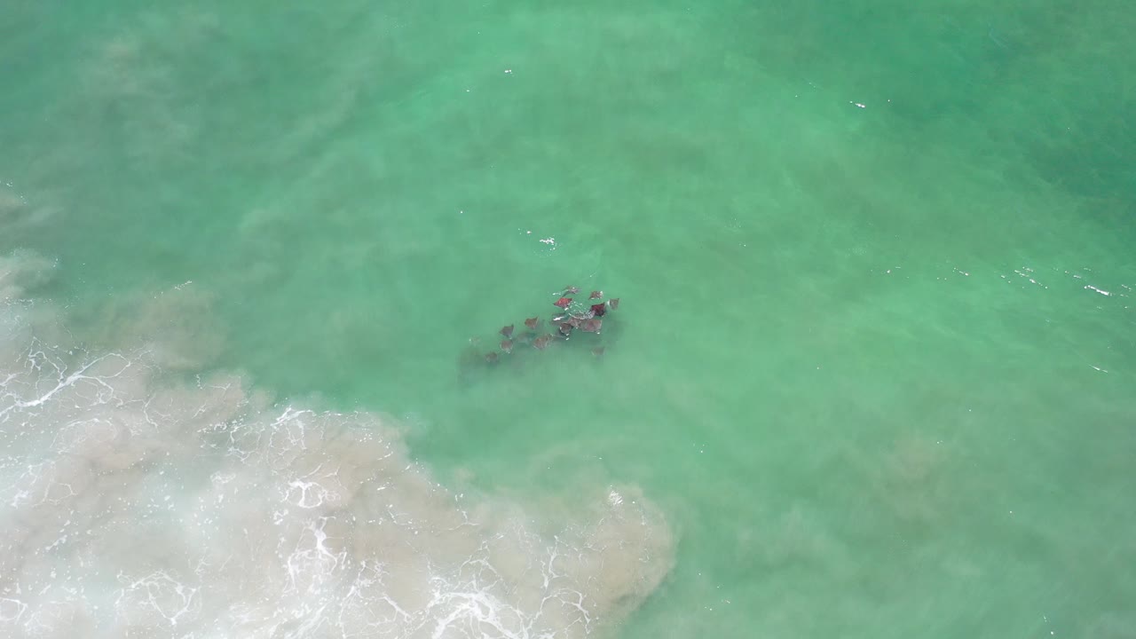 Overhead Los Cabos frame with a small dark animal group near the upper center, pale breaking surf below, green-blue water throughout, and no visible people.