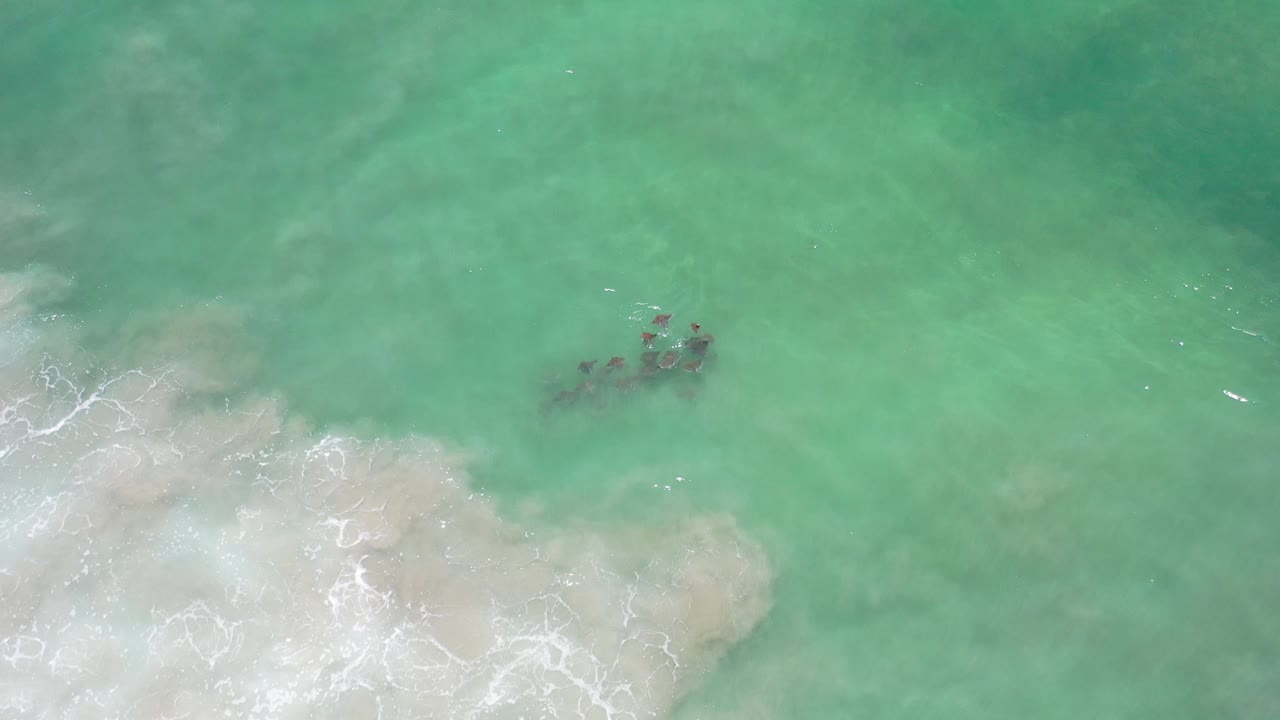 Dark animals near the surface with surf foam spreading across the lower frame.