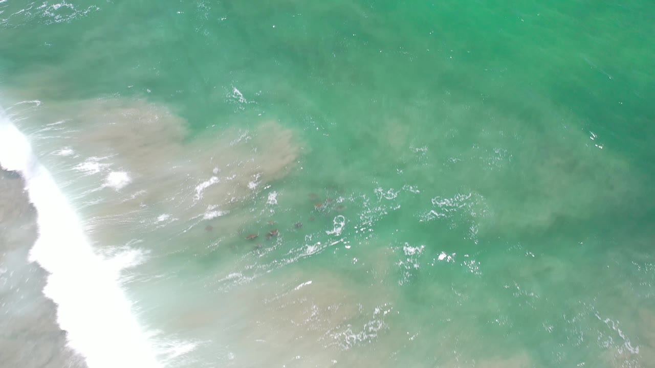 White wave breaks across shallow water near dark animals.
