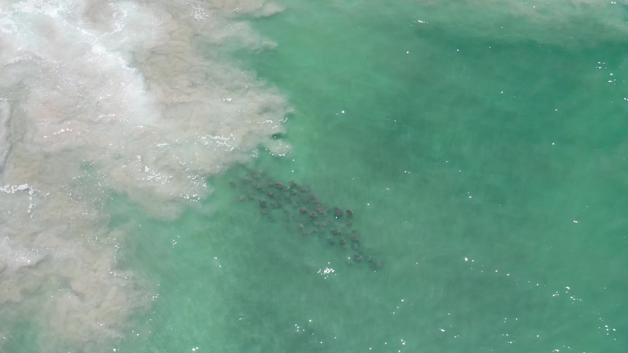 Fish gathered under turquoise water beside pale foam and sand tones.