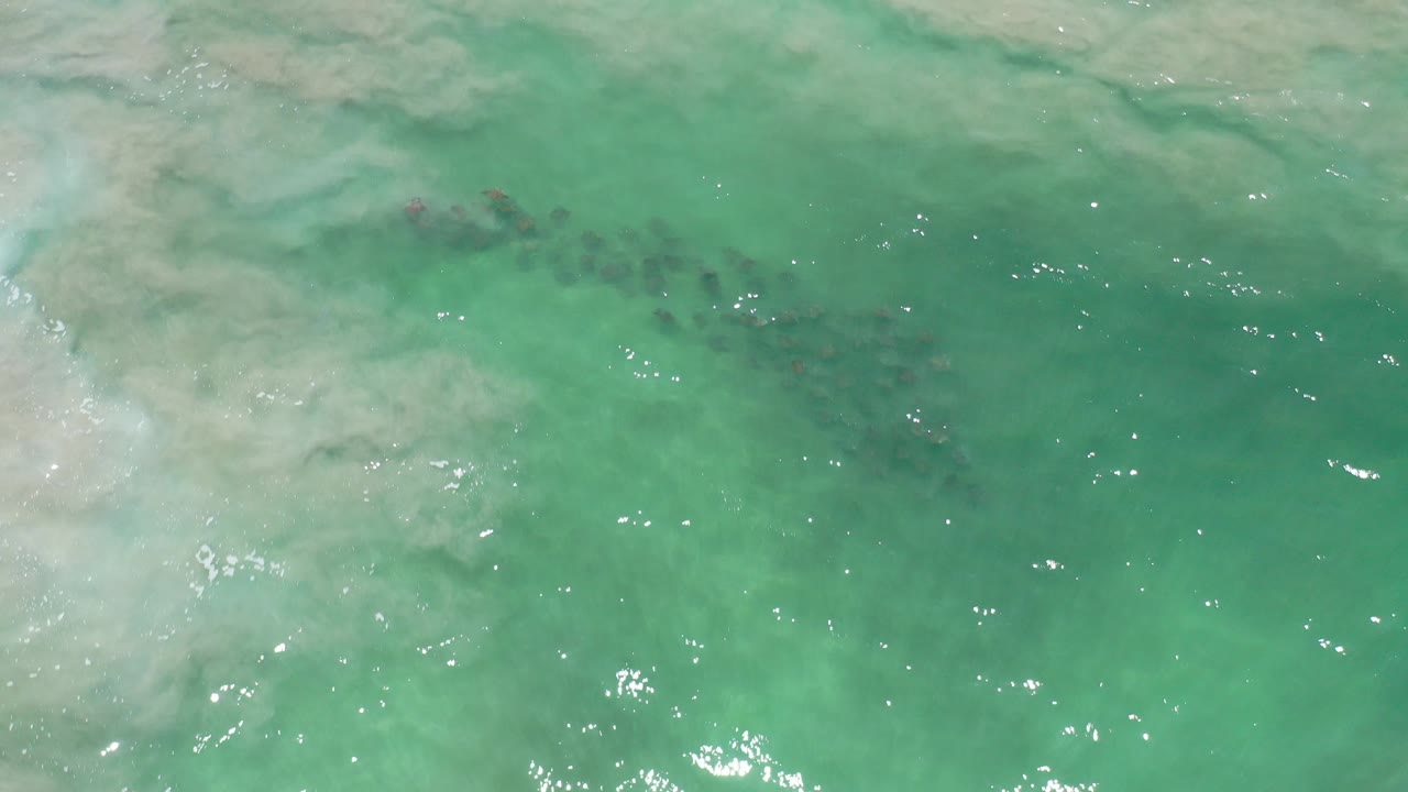 Top-down view of turquoise Los Cabos ocean water with pale cloudy surface texture, scattered dark kelp or seaweed patches, sun glints, and no visible people.