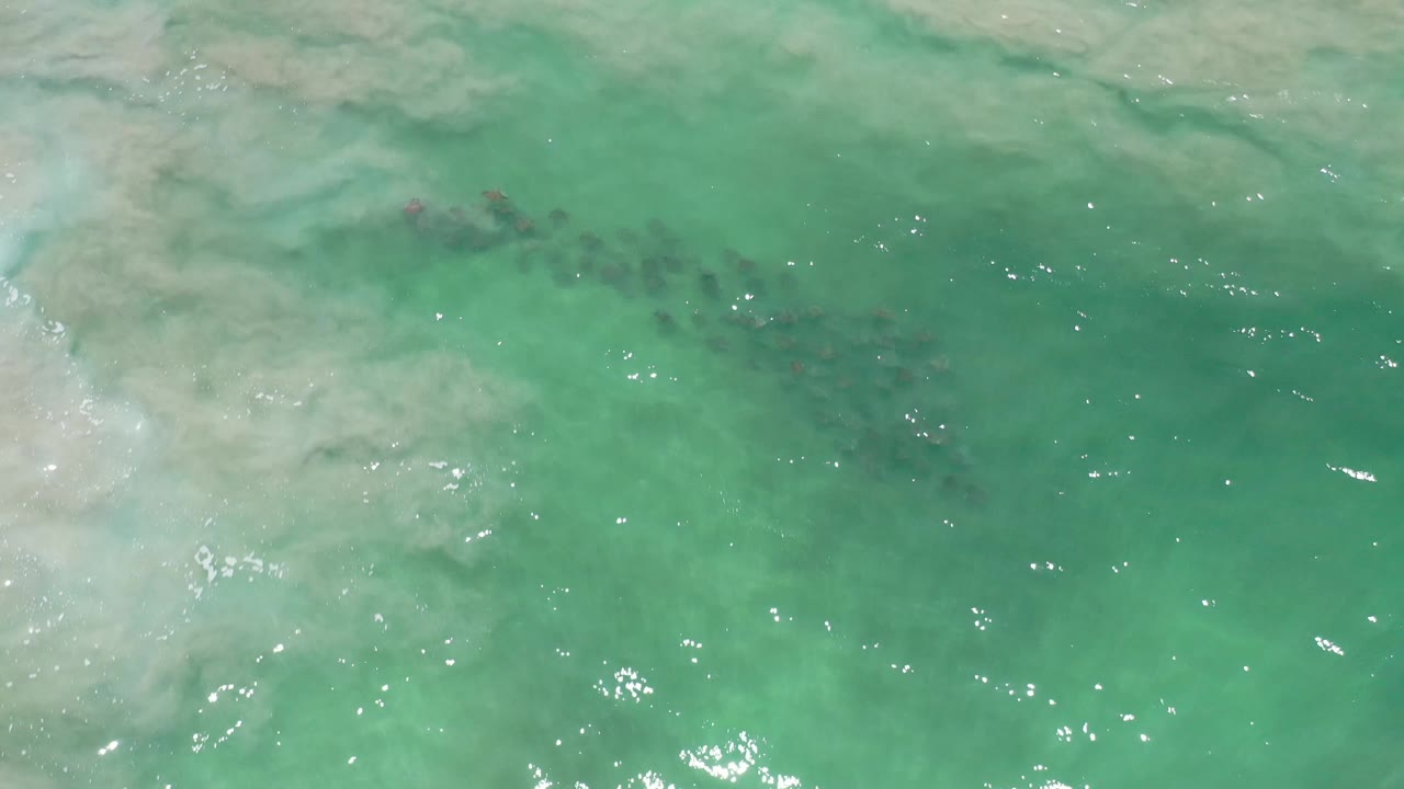 Overhead Los Cabos water frame with green turquoise waves, a pale band across the upper left, dark seaweed patches beneath the surface, and no visible people.