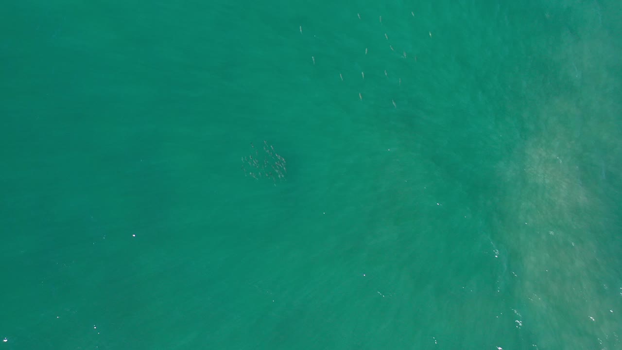 Top-down turquoise ocean water with sandy bottom visible.