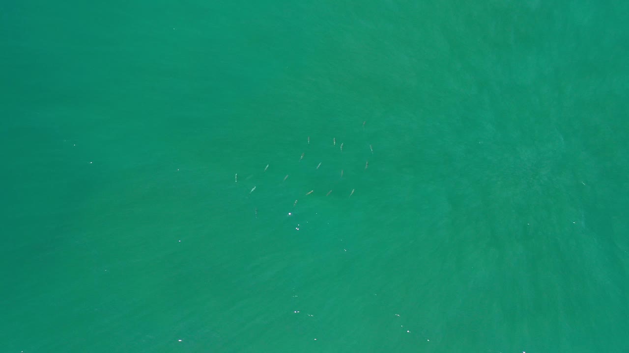 Sea green water with a small school of fish near the upper left.