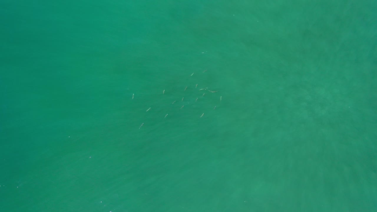 Green ocean surface with a faint fish school near the upper left.