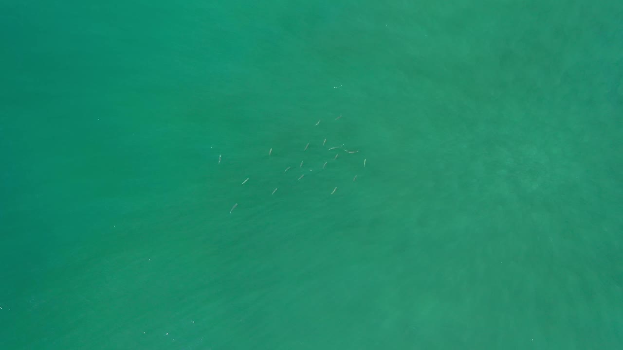 Overhead Los Cabos sea frame with turquoise green water and a small fish group near the upper center, with no visible people or shoreline.