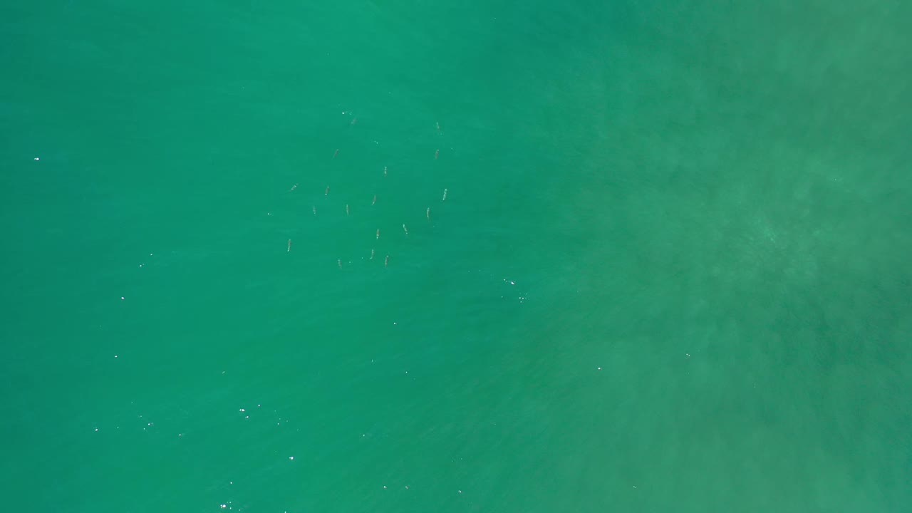 Green Los Cabos ocean surface with scattered tiny light fish marks across the upper water and no visible people.