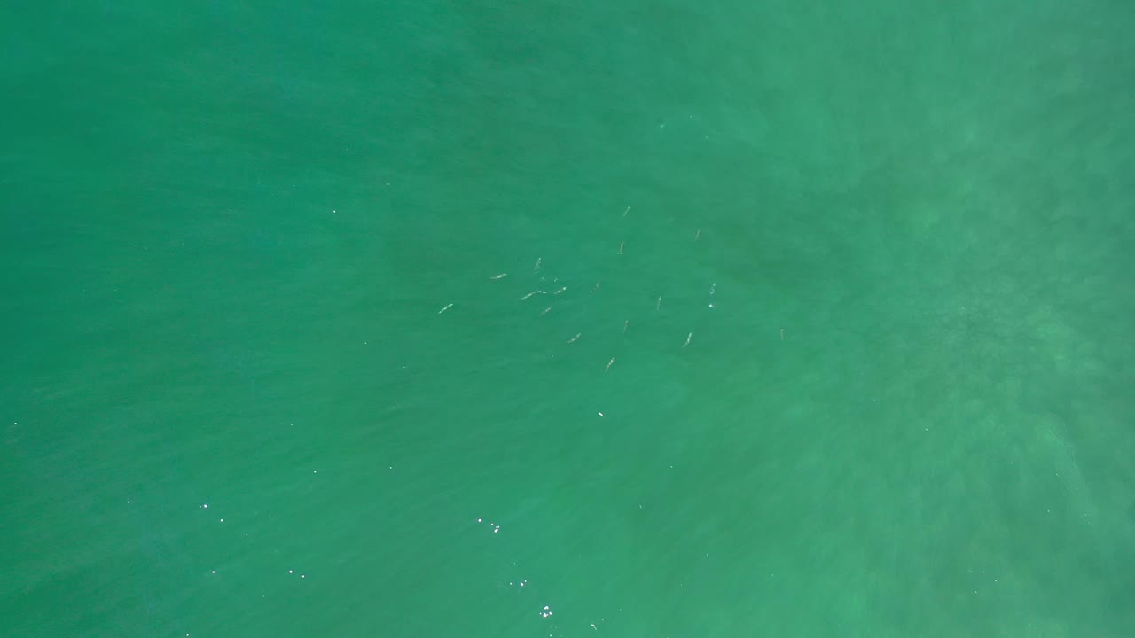 Overhead Los Cabos ocean view with green-blue water, soft ripple lines, scattered tiny pale fish shapes, and no visible people.