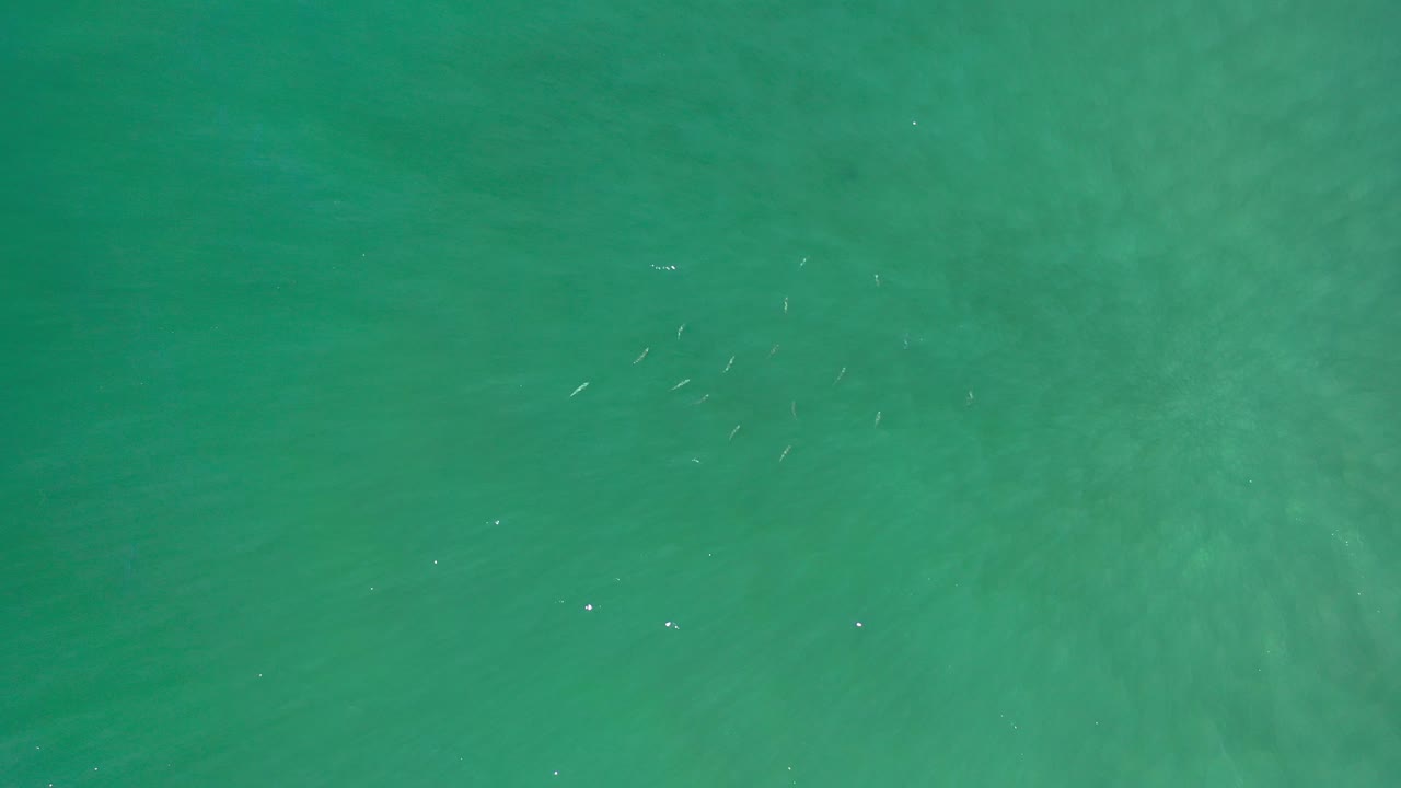 Teal water field with faint cloudy underwater patterns and fish specks.