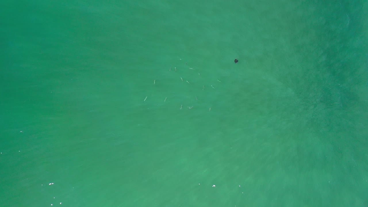 Top-down green water with tiny fish marks near the surface.