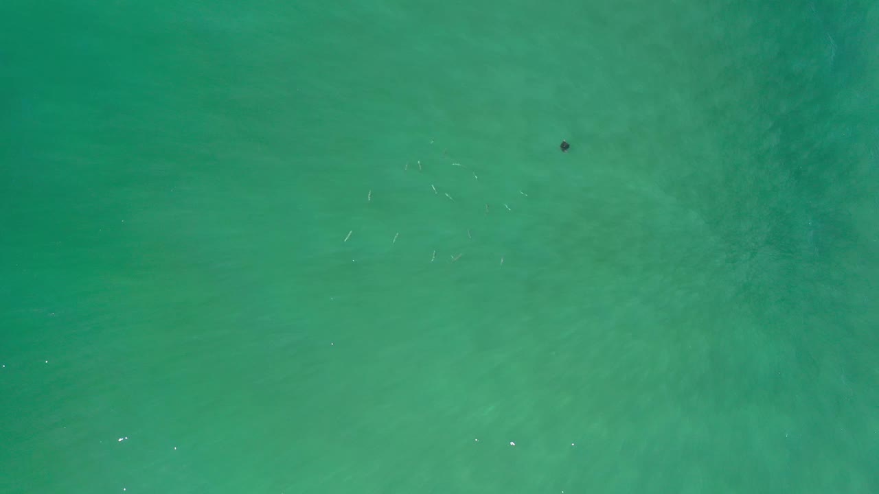 Overhead Los Cabos water frame with a small dark fish shape, faint silvery fish streaks, soft surface shimmer, and no visible people.