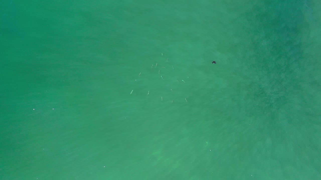 Turquoise green water with scattered small fish traces near the upper right.