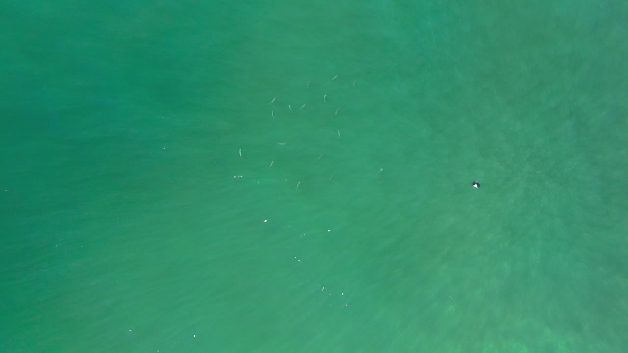 Top-down view of green ocean water in Los Cabos with small dark fish-like shapes scattered near the surface and no visible people.