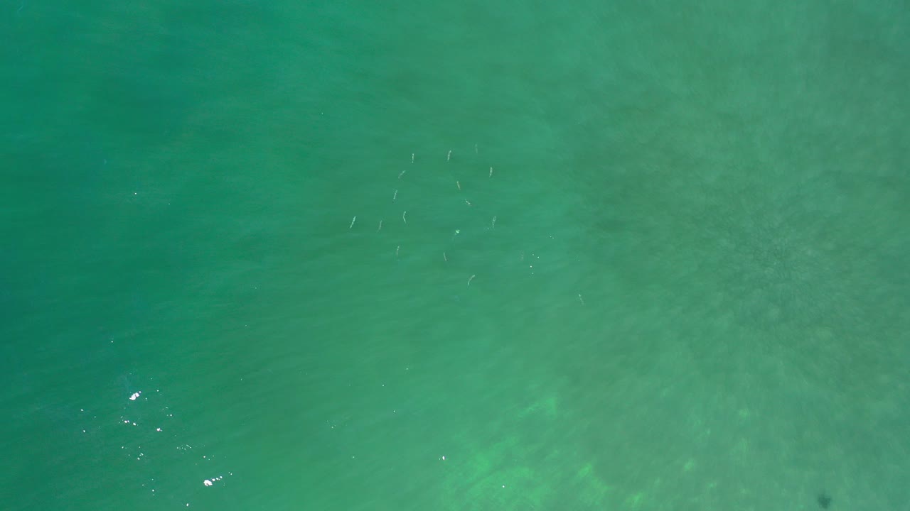 Overhead view of turquoise ocean water in Los Cabos with a small cluster of fish near the upper left and no visible people.