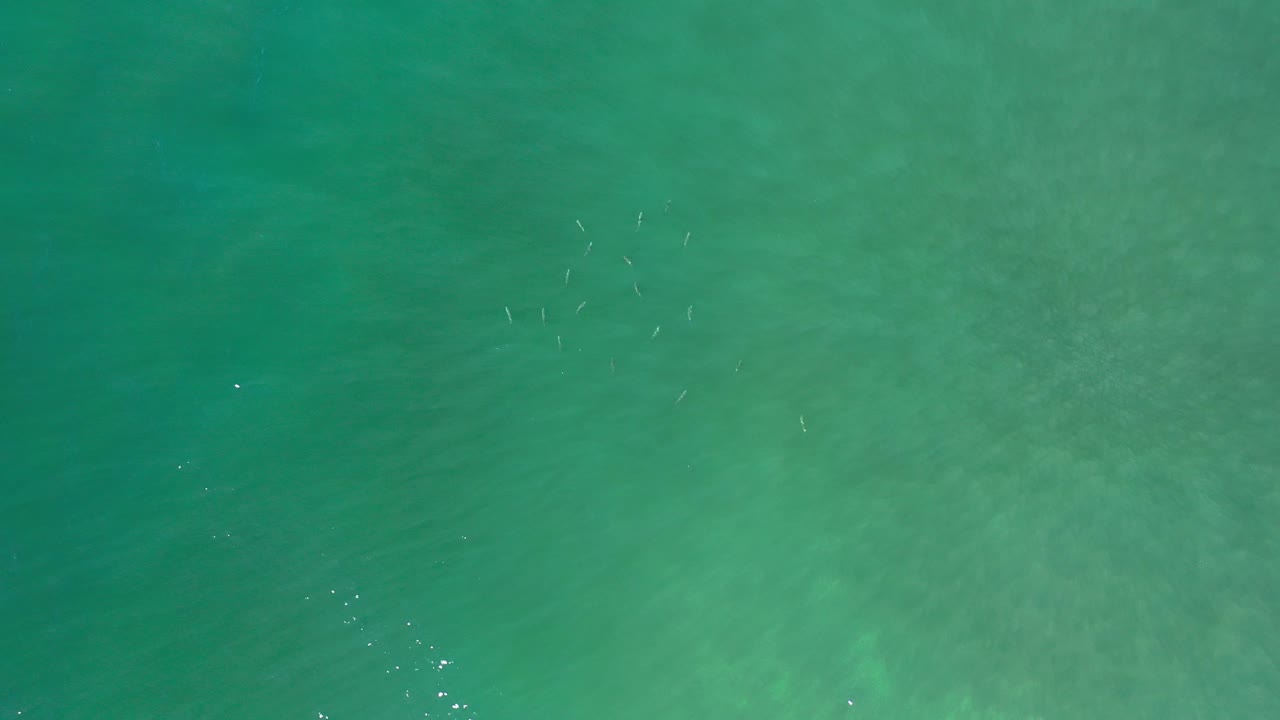 Overhead green ocean surface with faint fish below.