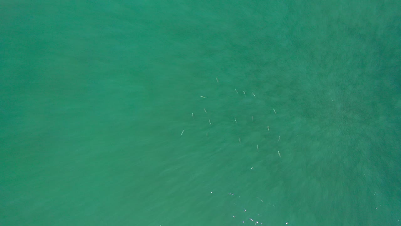 Overhead blue-green seawater with faint ripples and sunlight glints.