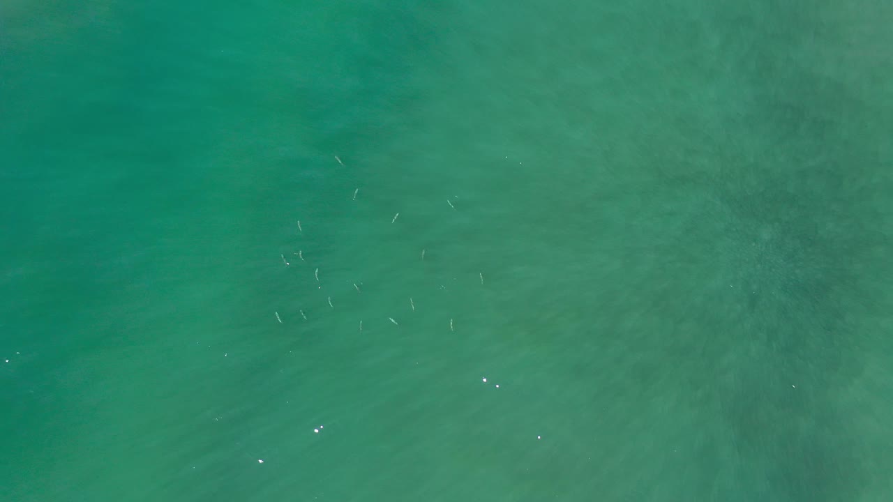 Aerial ocean surface with scattered fish and bright specks on the right.