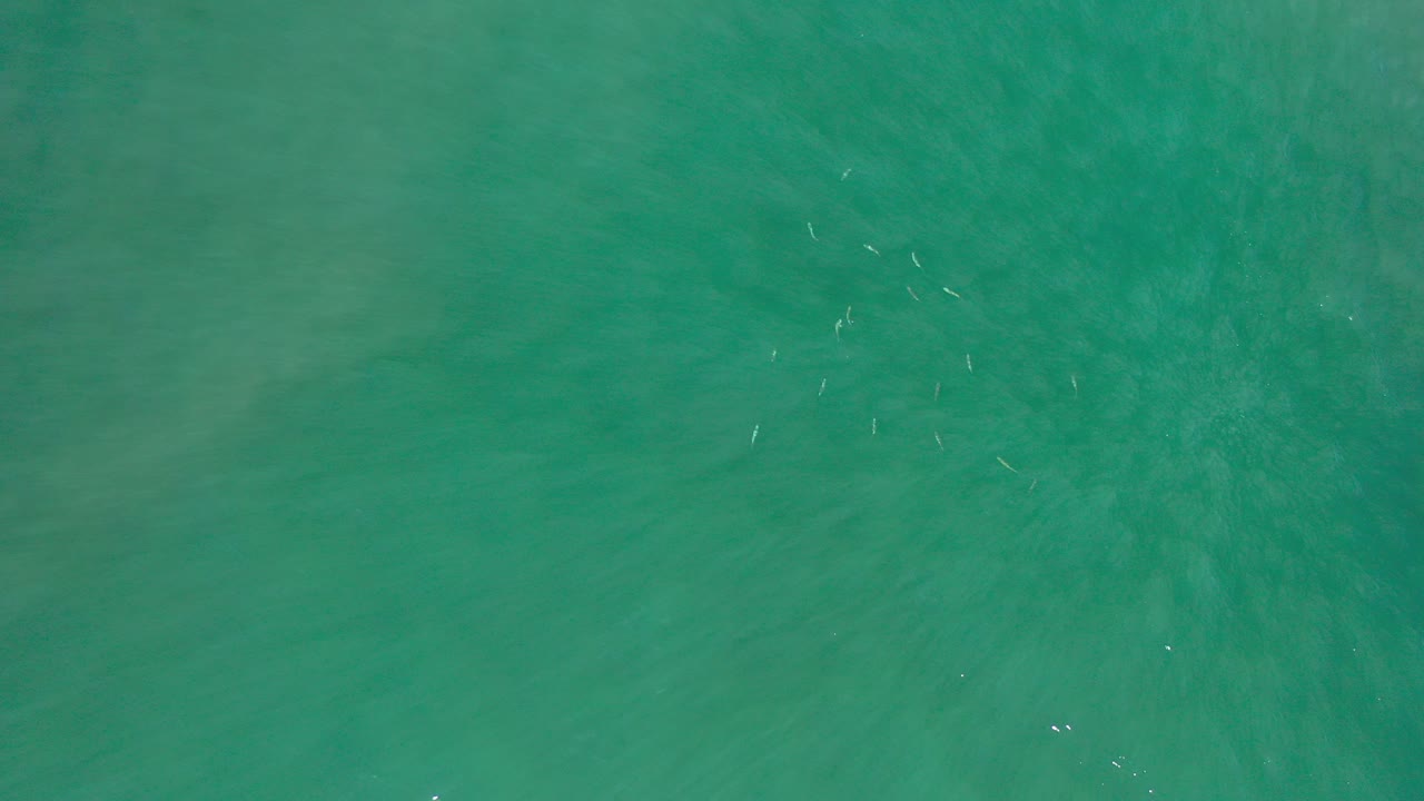 Overhead teal ocean water with small fish beneath the surface