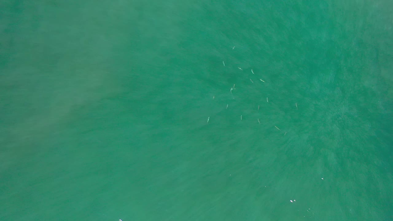 Straight-down Los Cabos ocean frame with green water, faint fish marks near the upper portion, soft surface texture, and no visible people.