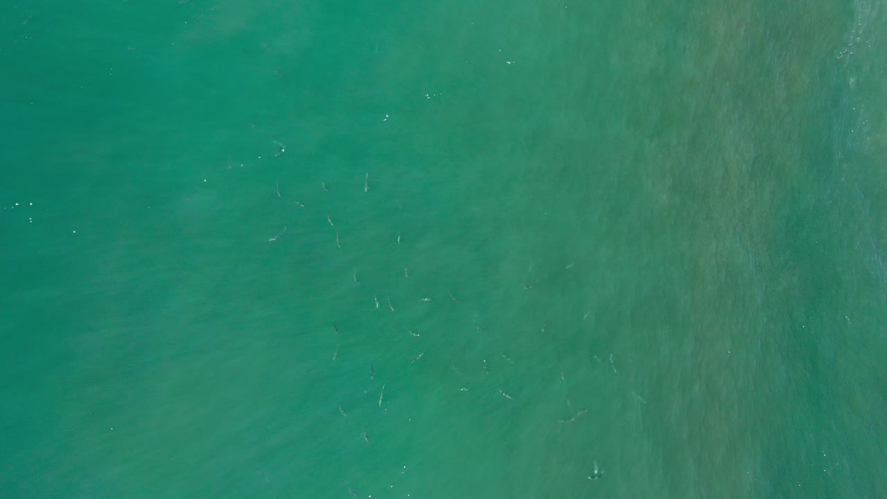 Overhead view of green-blue ocean water in Los Cabos, Mexico, with small fish scattered under the surface and no visible people.