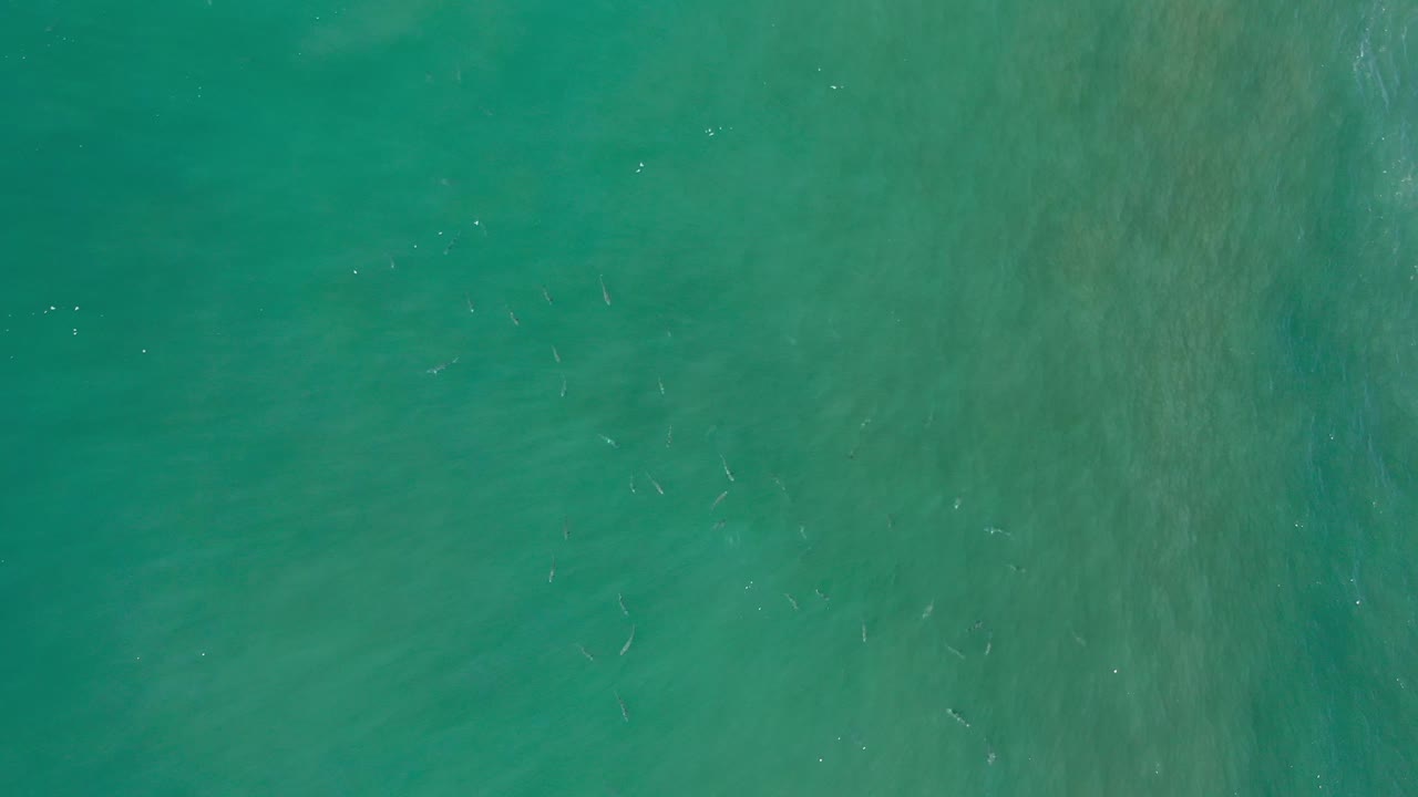 Aerial view of green seawater and scattered fish.