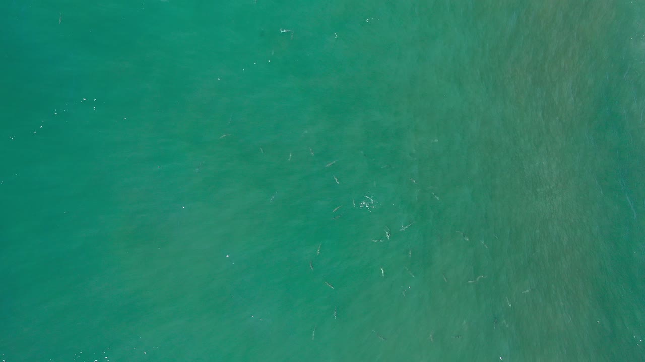 Top-down aerial view of green ocean water in Los Cabos, Mexico, with small fish shapes scattered near the surface and no visible people.