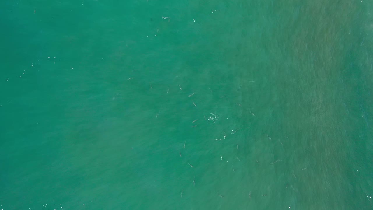 A straight-down view over green water in Los Cabos, Mexico, showing fish just below the surface and pale texture lines in the water, with no visible people.
