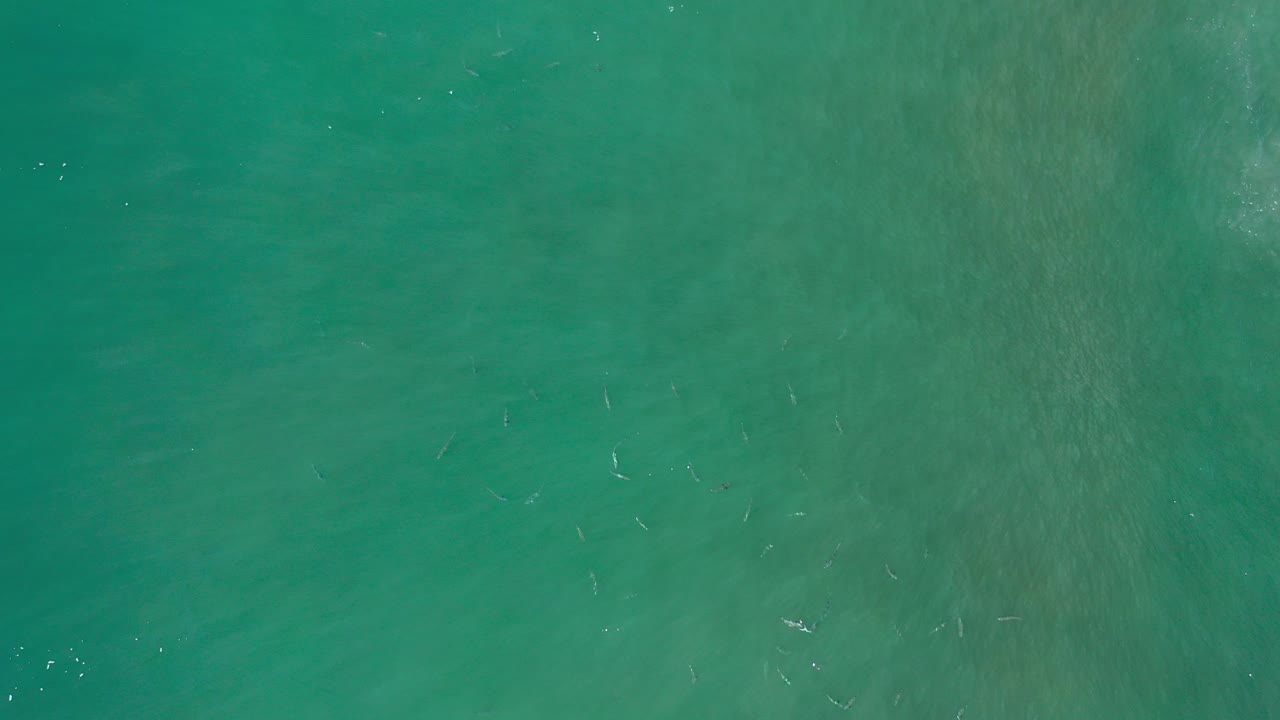 Overhead view of green-blue open water in Los Cabos, Mexico, with faint small fish beneath the surface and no visible people.