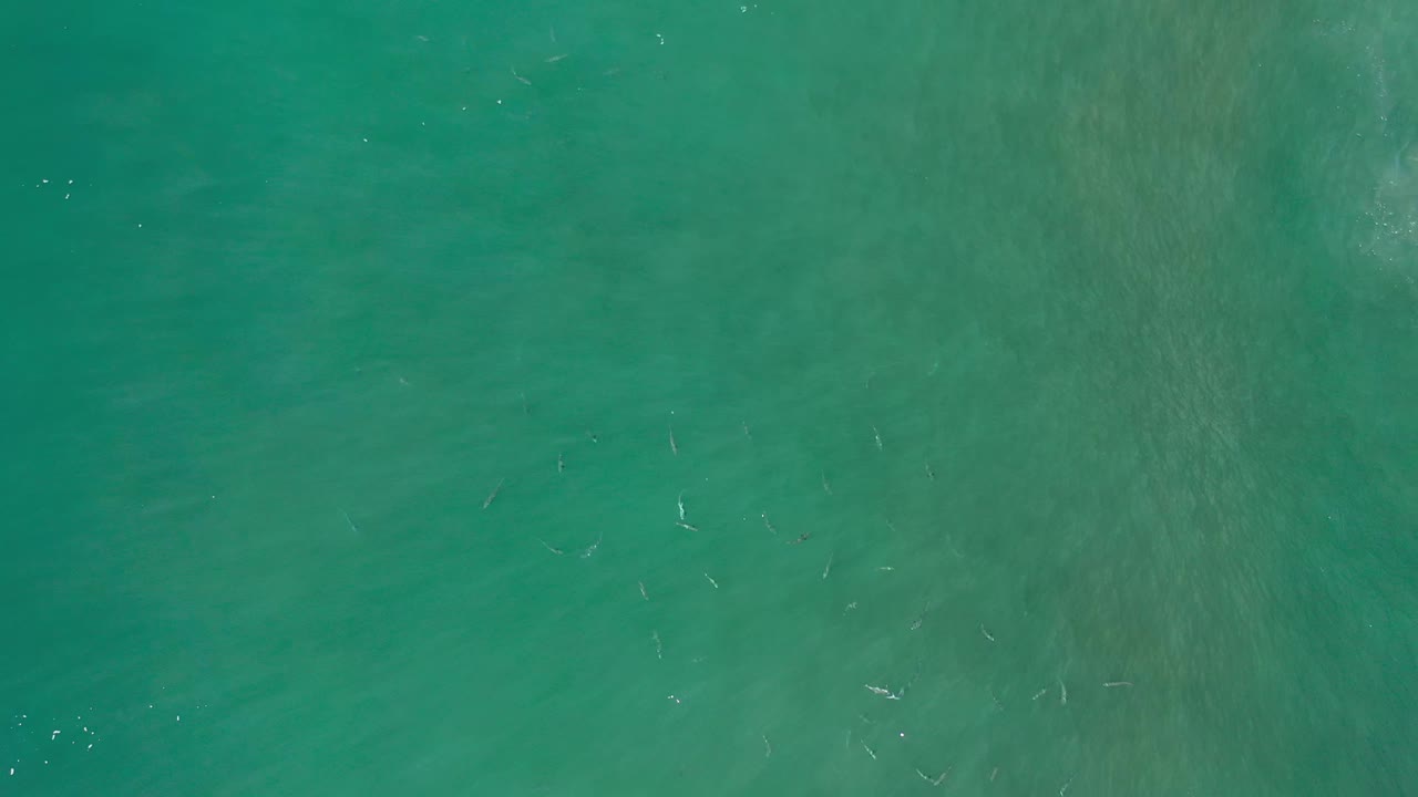 Aerial frame over green ocean water in Los Cabos, Mexico, with scattered tiny fish marks and pale underwater streaks, no visible people.