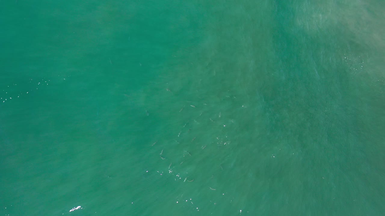 Overhead view of green seawater in Los Cabos with small bright fish flashes and faint surface ripples, no visible people.