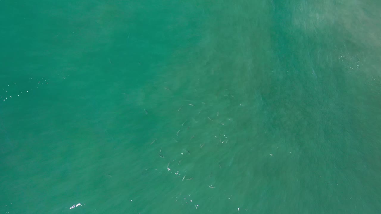 Green seawater fills the frame in Los Cabos, with a small bright splash low in frame and scattered fish traces beneath the surface, no visible people.