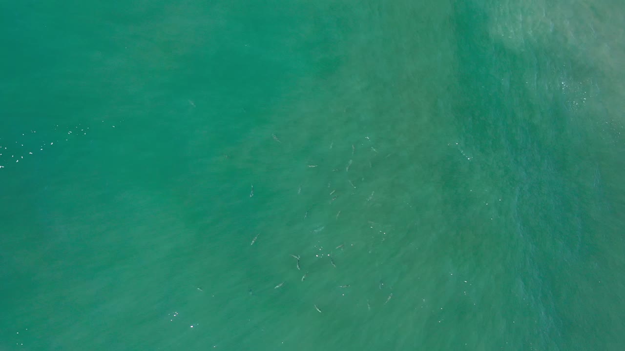 Top-down green water with faint fish movement and ripples.