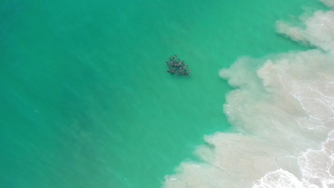 Overhead view in Los Cabos, Mexico of turquoise water, pale surf along the right edge, and a dark cluster of marine wildlife near the upper center with no visible people.